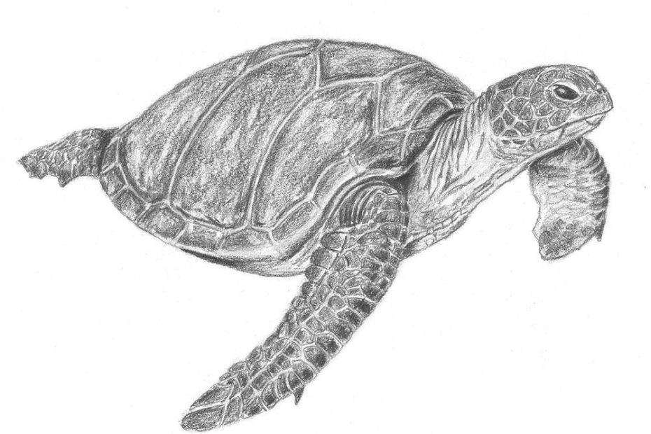 Cách Vẽ Một Con Rùa Biển Bằng Bút Chì - How To Draw A Sea Turtle Step By  Step | Sea Turtle, Turtle Drawing, Turtle