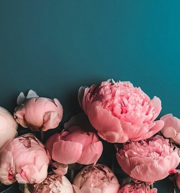 Hình Nền Hoa Mẫu Đơn Cho Điện Thoại - Ảnh Nền Hoa Mẫu Đơn - Hoatieu.Vn |  Flowers, Peonies, Phone Wallpaper