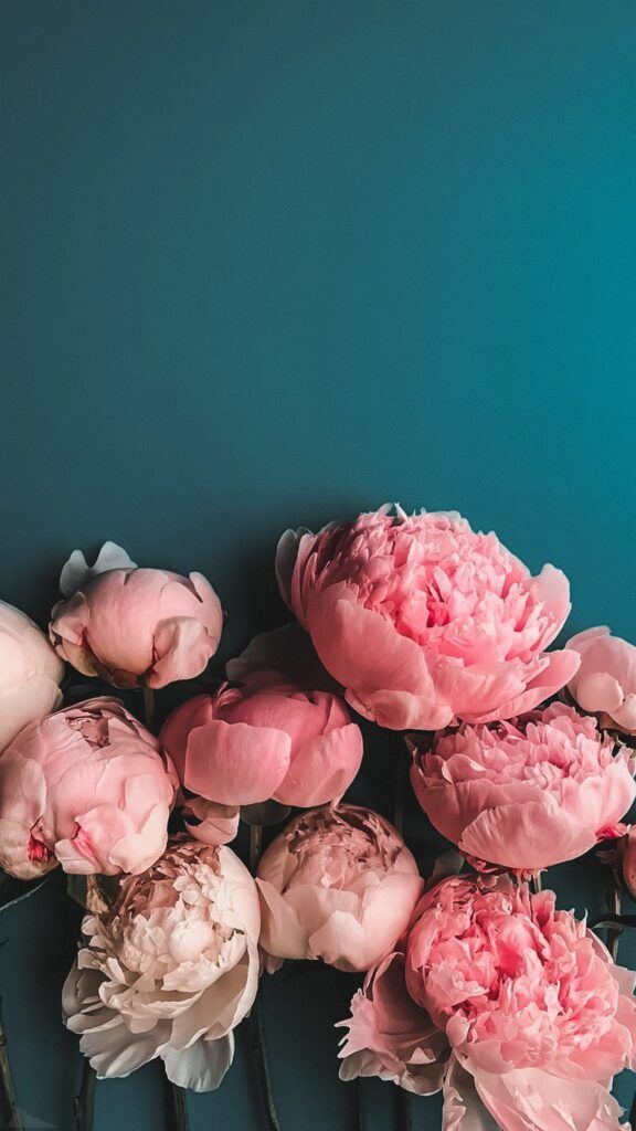 Hình Nền Hoa Mẫu Đơn Cho Điện Thoại - Ảnh Nền Hoa Mẫu Đơn - Hoatieu.Vn |  Flowers, Peonies, Phone Wallpaper