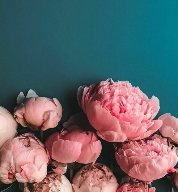 Hình Nền Hoa Mẫu Đơn Cho Điện Thoại - Ảnh Nền Hoa Mẫu Đơn - Hoatieu.Vn |  Flowers, Peonies, Beautiful