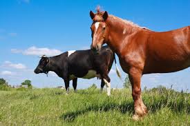 It'S A Horse, Of Course – So Feed It Fodder! | Farmtek Blog