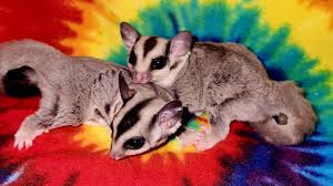 Sugar Glider Facts And Information: A Fun And Unusual Pet - Pethelpful