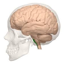 Solved 33. Why Is Injury To The Medulla Oblongata Frequently | Chegg.Com