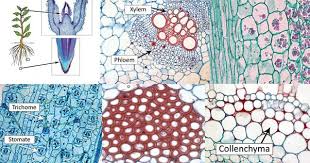 Amyloplast Definition And Function