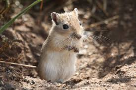 How Long Do Gerbils Live? Gerbil Lifespan As Pets And In The Wild -  Littlegrabbies