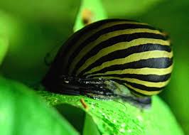 Timelapse Of Snails, Shrimp And Fish Eating An Algae Wafer - Youtube