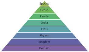 The Correct Sequence Of Taxonomic Categories Isdivision - Class - Family -  Order - Genus Speciesclass - Phylum - Order - Family - Genus Speciesphylum  - Order - Class - Family - Genus Speciesdivision - Class - Order - Family -  Genus Species