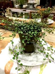 Angel Vine Plant - Muehlenbeckia Complexa, Lovely Houseplant Decor