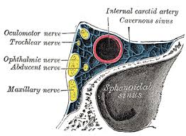 Infratrochlear Nerve - Wikipedia