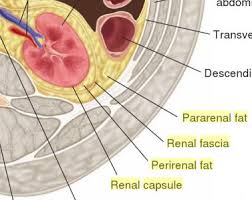 Perirenal Fat - An Overview | Sciencedirect Topics