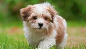 Havanese: Dog Breed Characteristics And Care