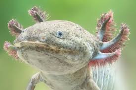 Can You Take An Axolotl Out Of Water? - Quora