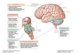 The Cerebellum - Structure - Position - Vasculature - Teachmeanatomy