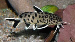 Synodontis Catfish - African Companion Fish For Your Cichlid Aquarium