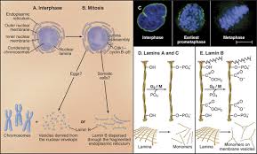 At What Point During Mitosis Has The Nuclear Membrane Reformed? | Socratic