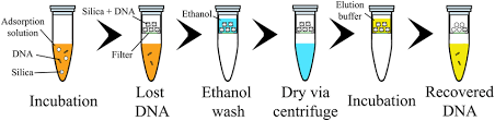 Binding Of Dna To Silica Matrix And Mini Columns.(A) The Purification... |  Download Scientific Diagram