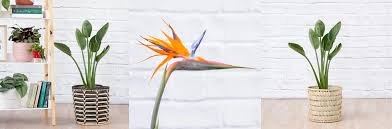 How To Divide A Bird Of Paradise Plant: 12 Steps (With Pictures)