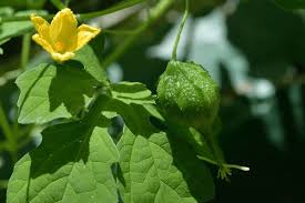 Growing Bitter Gourd Time Lapse - Seed To Fruit In 43 Days - Youtube