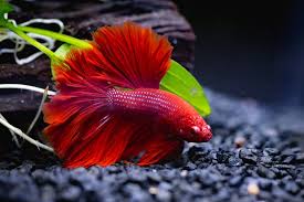 Betta Fish C Shape, Can'T Swim, Bubbly Eyes. Please Help! | Betta Fish Forum