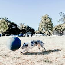 Spay & Neuter - Old Hemp Border Collies & Open Horizon Sport Dogs