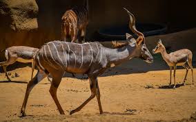 Spiral-Horned African Antelope Crossword Clue Archives - Laxcrossword.Com