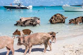 Nassau: Sun Cay And Swimming Pigs Boat Trip With Lunch | Getyourguide