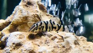 Do Yoyo Loach Eat Snails – Let'S Explore This In-Depth!