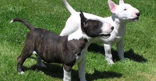 15 Amazing Facts About Miniature Bull Terrier