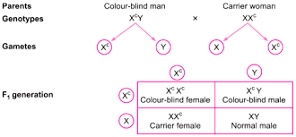 A Colorblind Man Marries A Woman With Normal Sight Who Has No History Of Color  Blindness In Her Family. What Is The Probability Of Their Grandson Being  Color-Blind Assuming That The F1