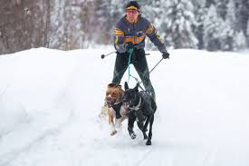 Winter Training Tips: Getting Started In Skijoring | Petguide