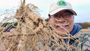 Mammoth Ginseng Root Dug In Allegany County Possibly A World Record | Local  News | Times-News.Com