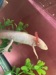 How To Quarantine/Tub An Axolotl - Youtube