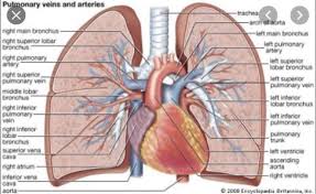 Where Does The Trachea Bifurcate? - Quora