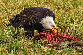 Do Eagles Eat Dead Animals? - Quora