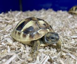 All About Hermann'S Tortoises! - Youtube