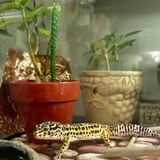 How Smart Are Leopard Geckos? - Youtube