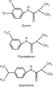 Herbicide Dcmu [(3-(3, 4-Dichlorophenyl)-1, 1-Dimethyl Urea)] Kills Plants  Due To Stoppage Of(A)Photophosphorylation(B)Rubisco Activity(C)Electron  Transport(D)${ O }_{ 2 }$-Evolution