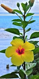 Why Is A Hibiscus An Example Of A Complete Flower? - Quora