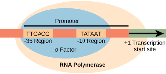 Polycistronic Transcription Units In Mitochondria. Polycistronic... |  Download Scientific Diagram