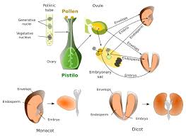 Ovule - Definition, Functions, Development And Structure