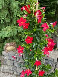 What'S Wrong My Mandevilla? | Daphne Richards | Central Texas Gardener -  Youtube