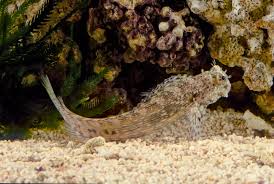 Lawnmower Blenny Diet | Tropical Fish Hobbyist Magazine