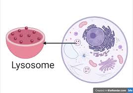 Why Might A Lysosome Fuse With Or Link Up With A Food Vacuole? - Quora