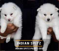 Indian Spitz Dog Breed History Lifespan Caring Tips And Price In India