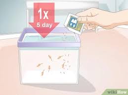 How To Care For Sea Monkeys: 13 Steps (With Pictures) - Wikihow