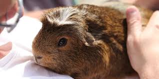 Guinea Pig Grease Gland Infection? - Youtube