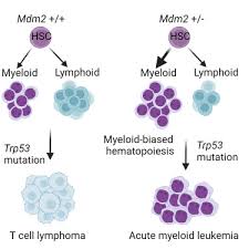 Haematopoiesis - Wikipedia