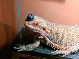 Can Bearded Dragons Eat Olives? Vet-Approved Feeding Facts | Hepper