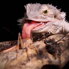 Percy The Hiking Lizard | Actually Bearded Dragons Can Safely Eat Tomatoes  Only A Small Amount Like Once A Month. Tomatoes Are High In Acid,  Phosphorus And Low In… | Instagram