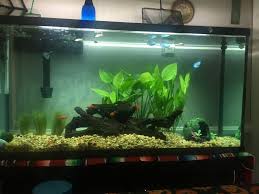 How Many Kuhli Loaches For 10 Gallon? - General Discussion - C.A.R.E.